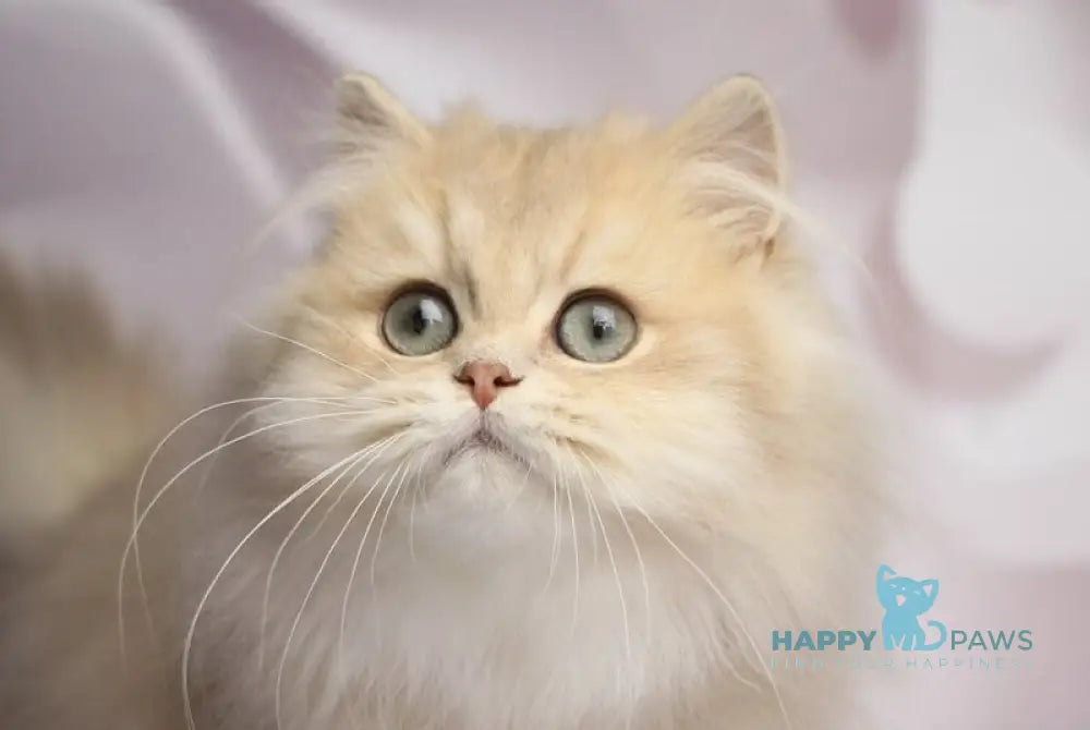 Smailic British Longhair male blue golden shaded live animals