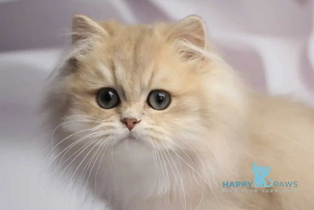 Smailic British Longhair male blue golden shaded live animals