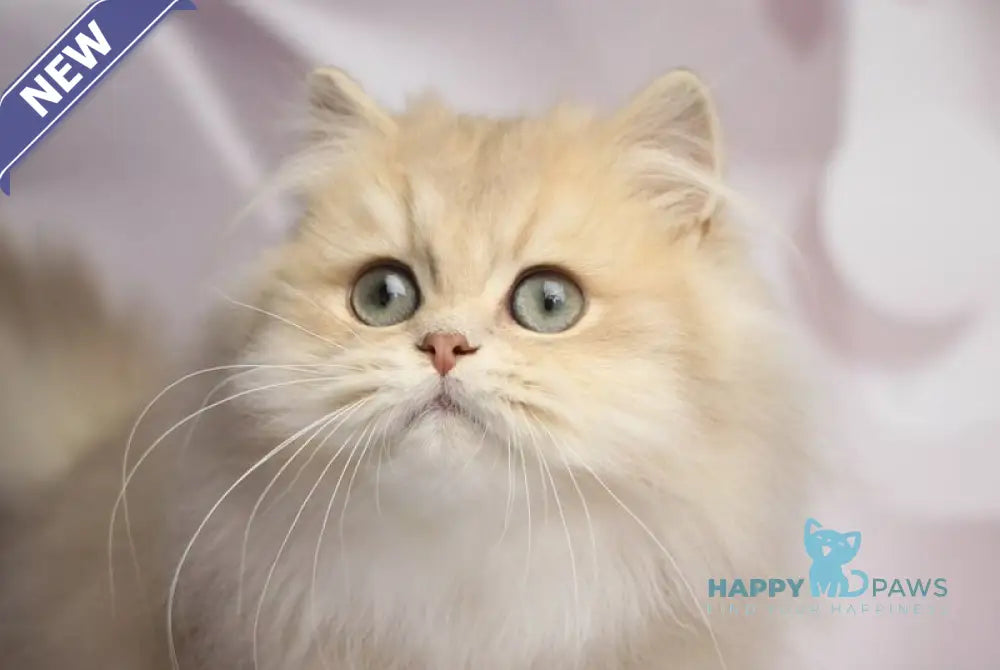 Smailic British Longhair male blue golden shaded live animals