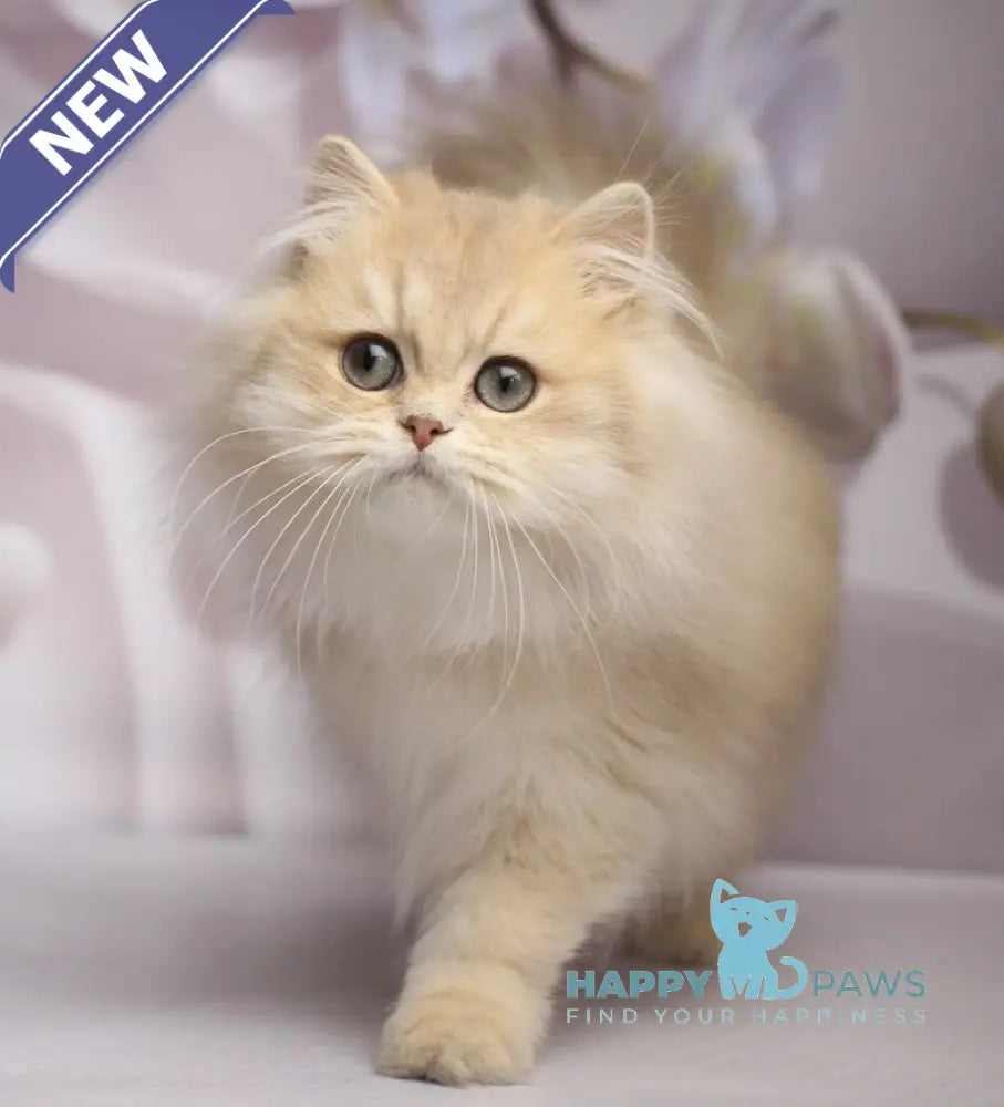 Smailic British Longhair male blue golden shaded live animals