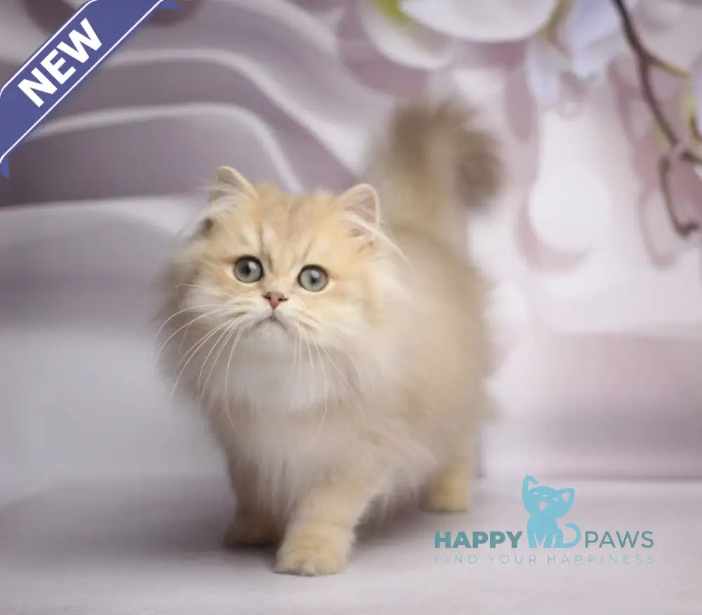 Smailic British Longhair male blue golden shaded live animals