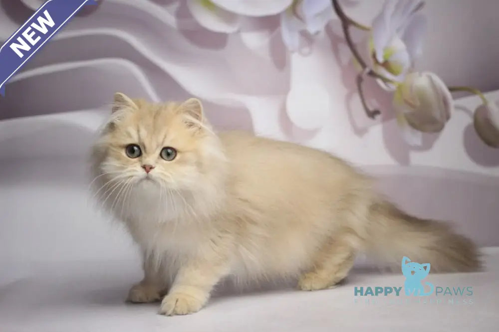 Smailic British Longhair male blue golden shaded live animals