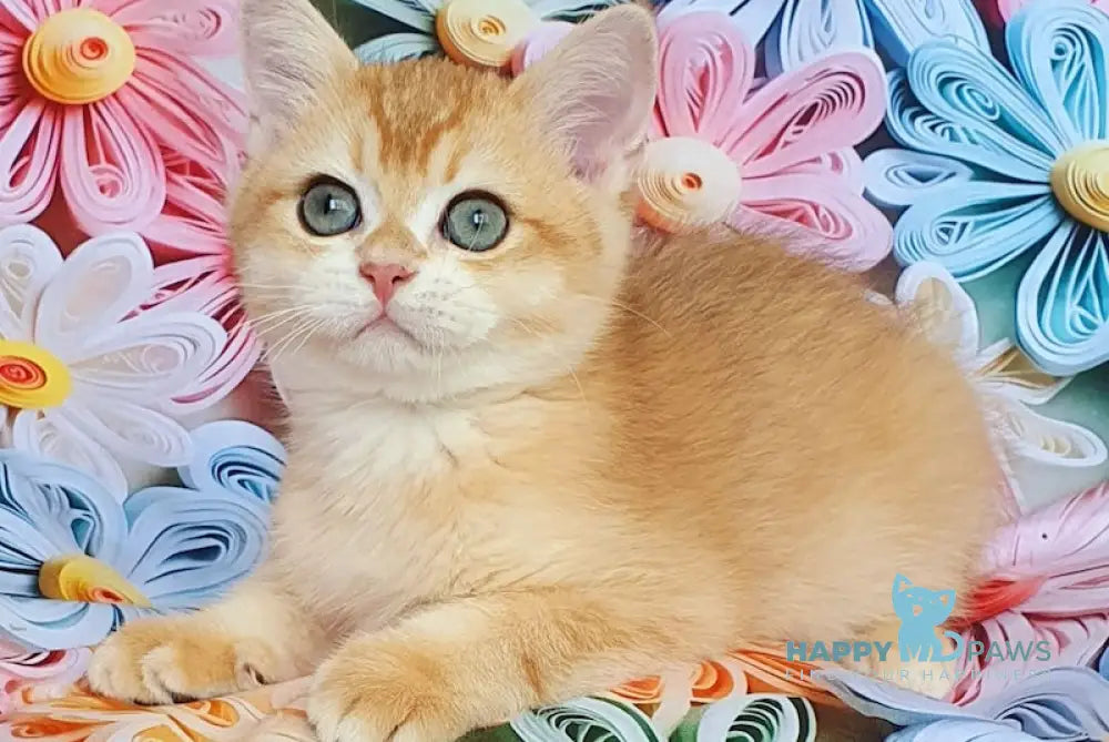 Smaylik British Shorthair male black golden chinchilla live animals
