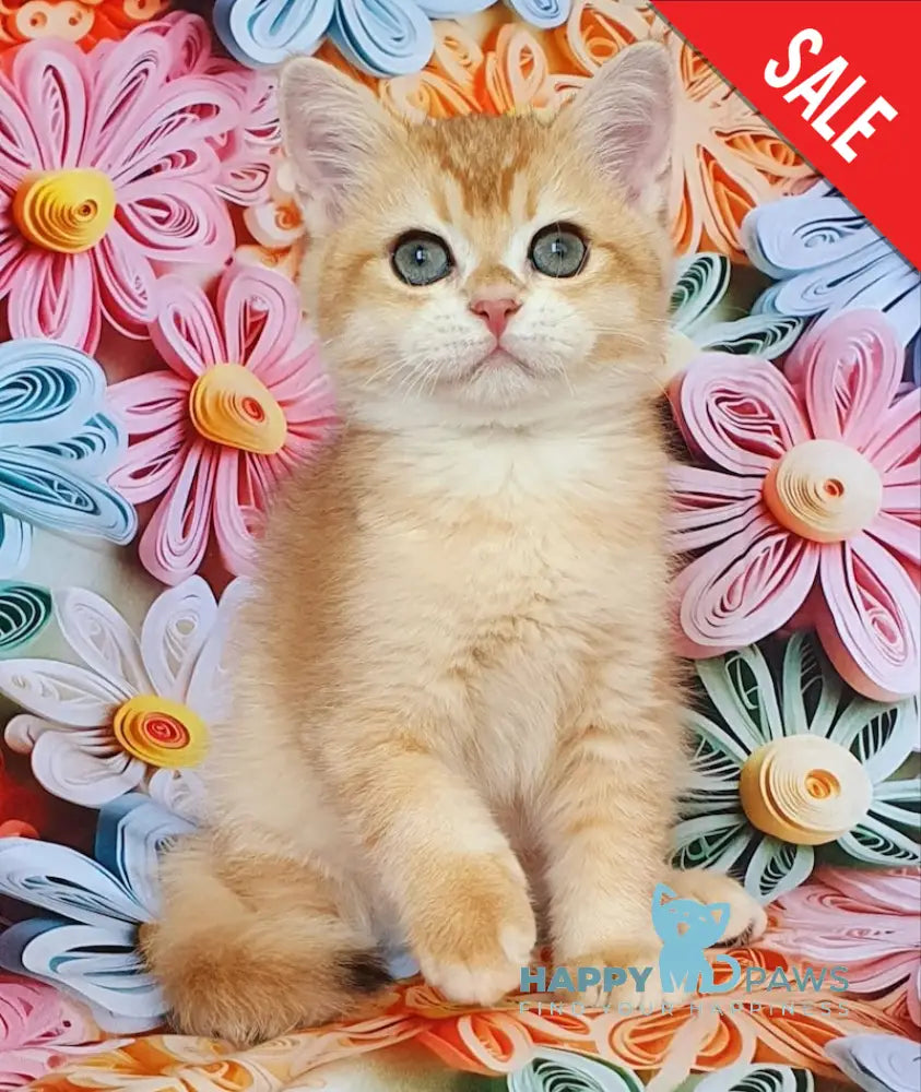 Smaylik British Shorthair male black golden chinchilla live animals