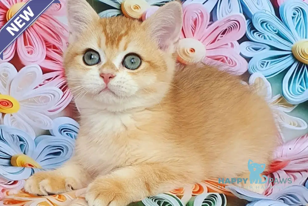 Smaylik British Shorthair male black golden chinchilla live animals