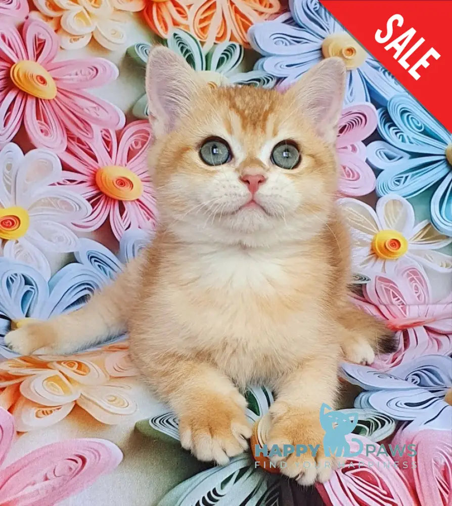 Smaylik British Shorthair male black golden chinchilla live animals