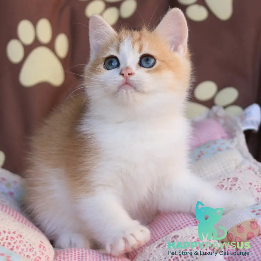 Smile British Shorthair male black golden chinchilla bicolour - live animals