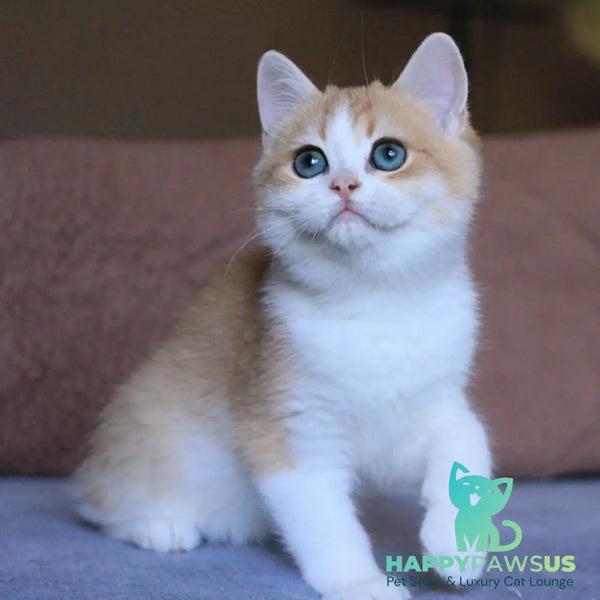 Smile British Shorthair male black golden chinchilla bicolour - live animals