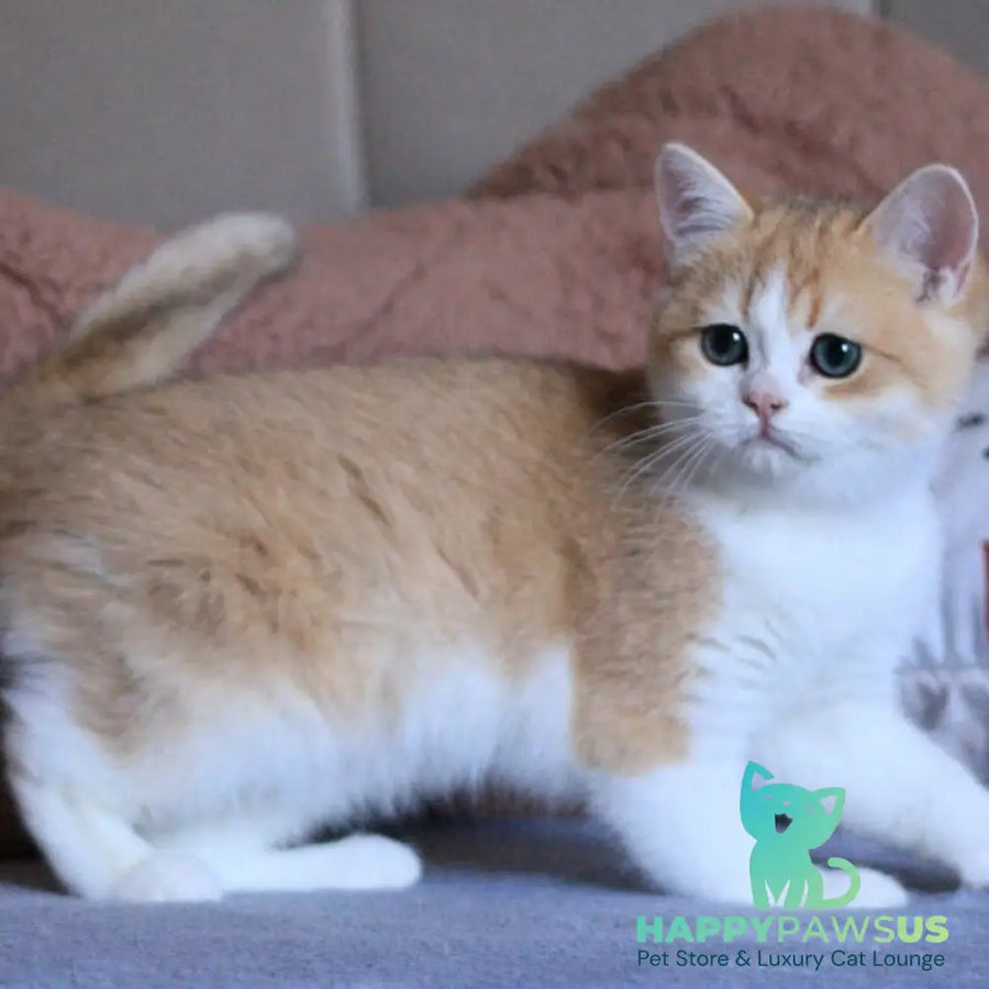 Smile British Shorthair male black golden chinchilla bicolour - live animals
