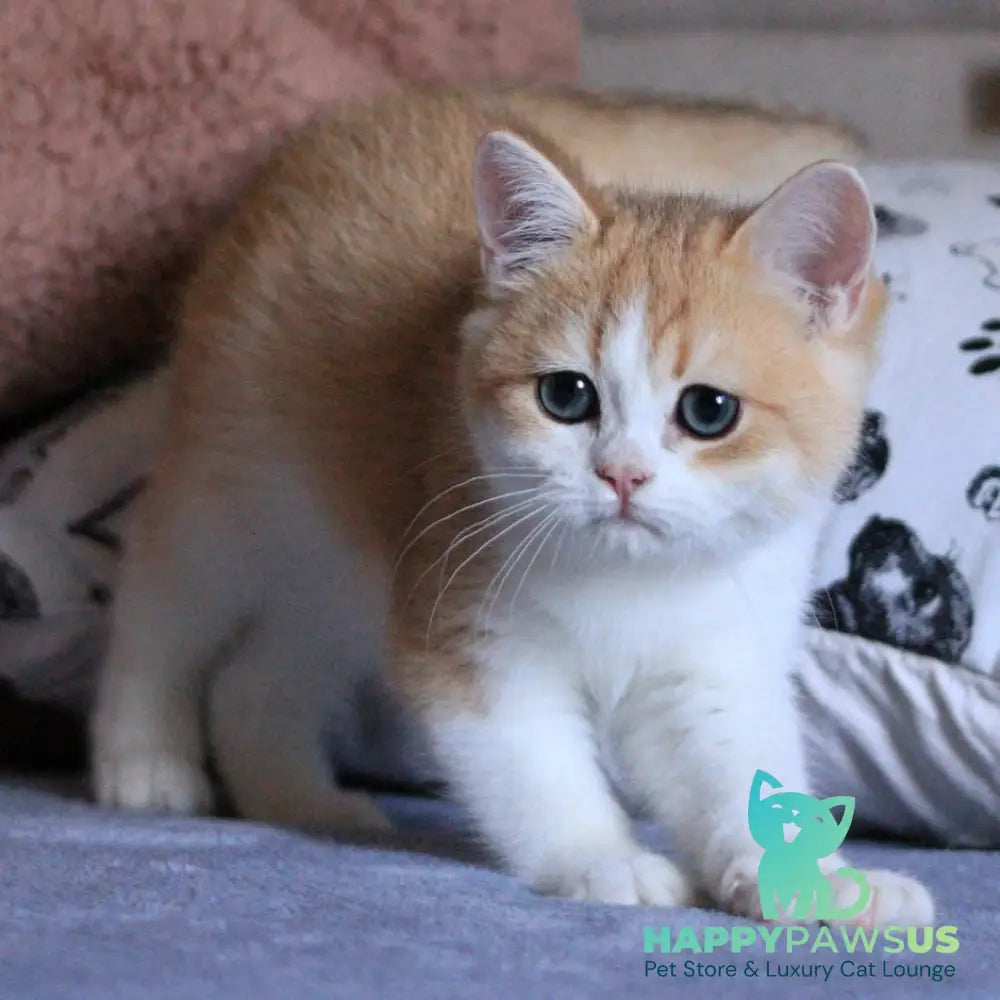 Smile British Shorthair male black golden chinchilla bicolour - live animals