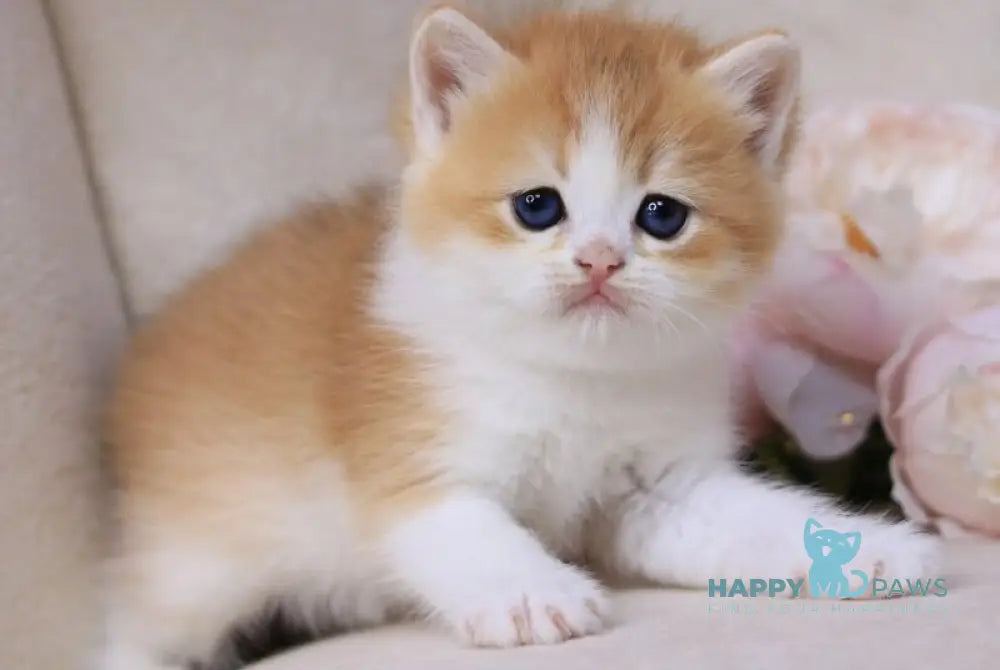 Smile British Shorthair male black golden chinchilla bicolour - live animals