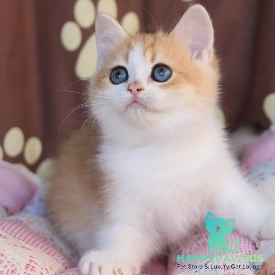 Smile British Shorthair male black golden chinchilla bicolour - live animals