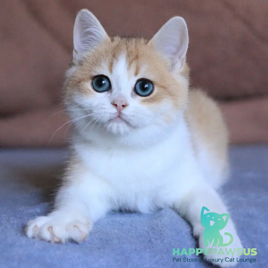 Smile British Shorthair male black golden chinchilla bicolour - live animals