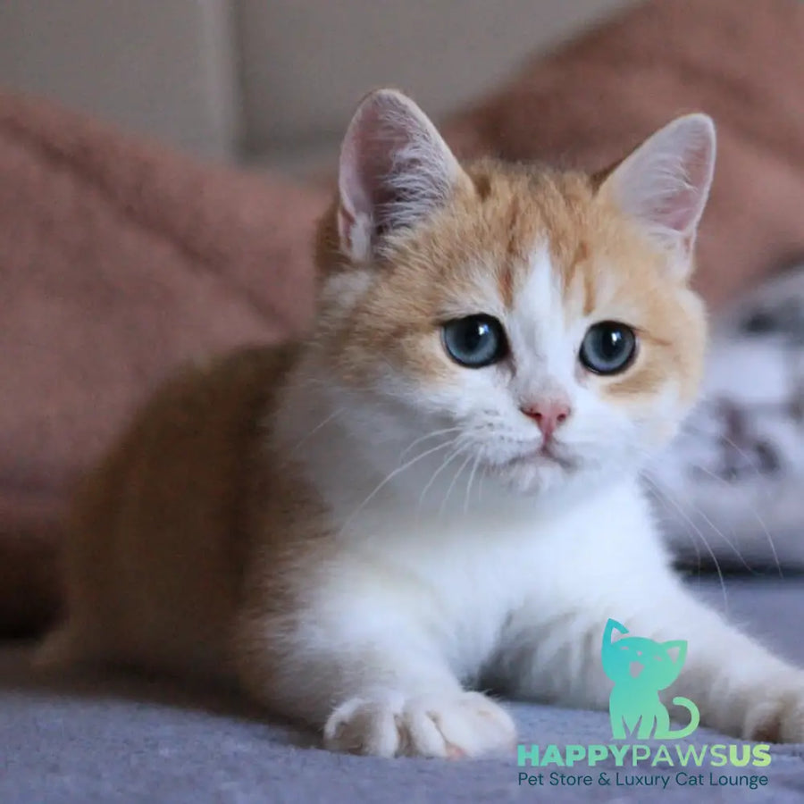 Smile British Shorthair male black golden chinchilla bicolour - live animals