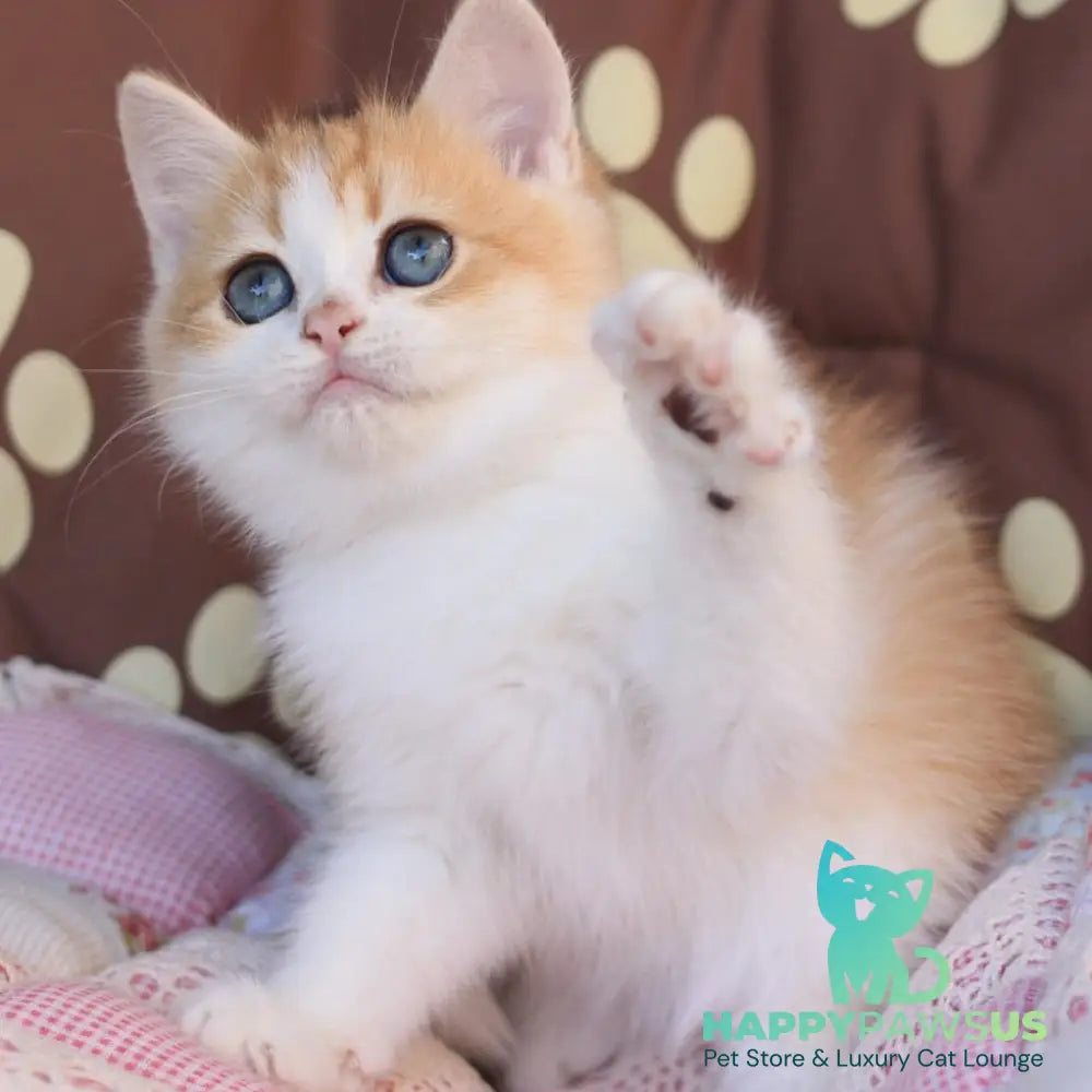 Smile British Shorthair male black golden chinchilla bicolour - live animals