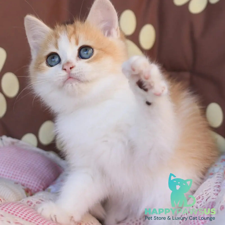 Smile British Shorthair male black golden chinchilla bicolour - live animals