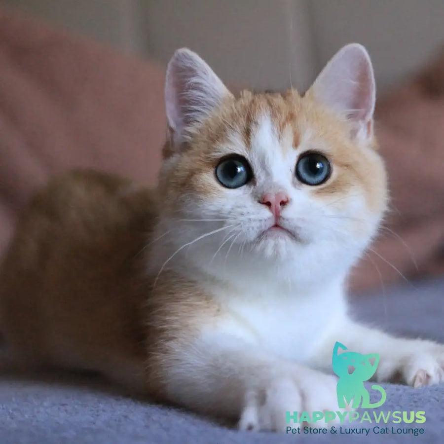 Smile British Shorthair male black golden chinchilla bicolour - live animals