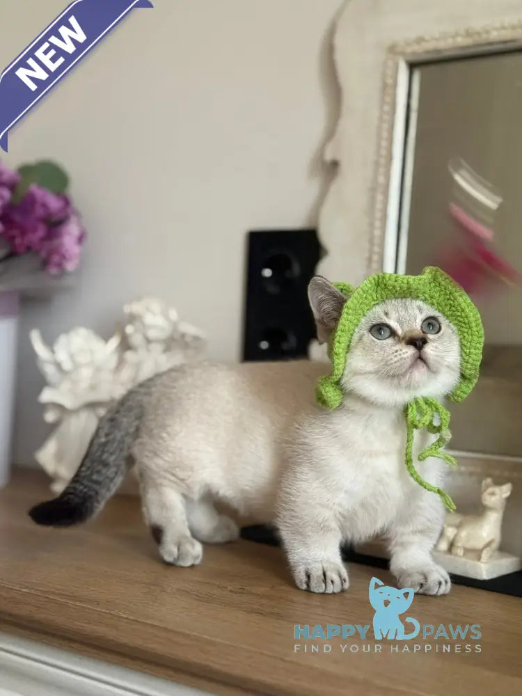 Smile Munchkin male black tabby pointed live animals