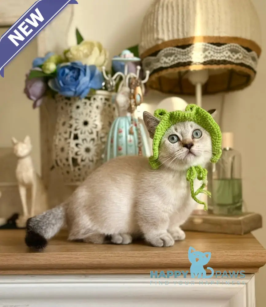 Smile Munchkin male black tabby pointed live animals