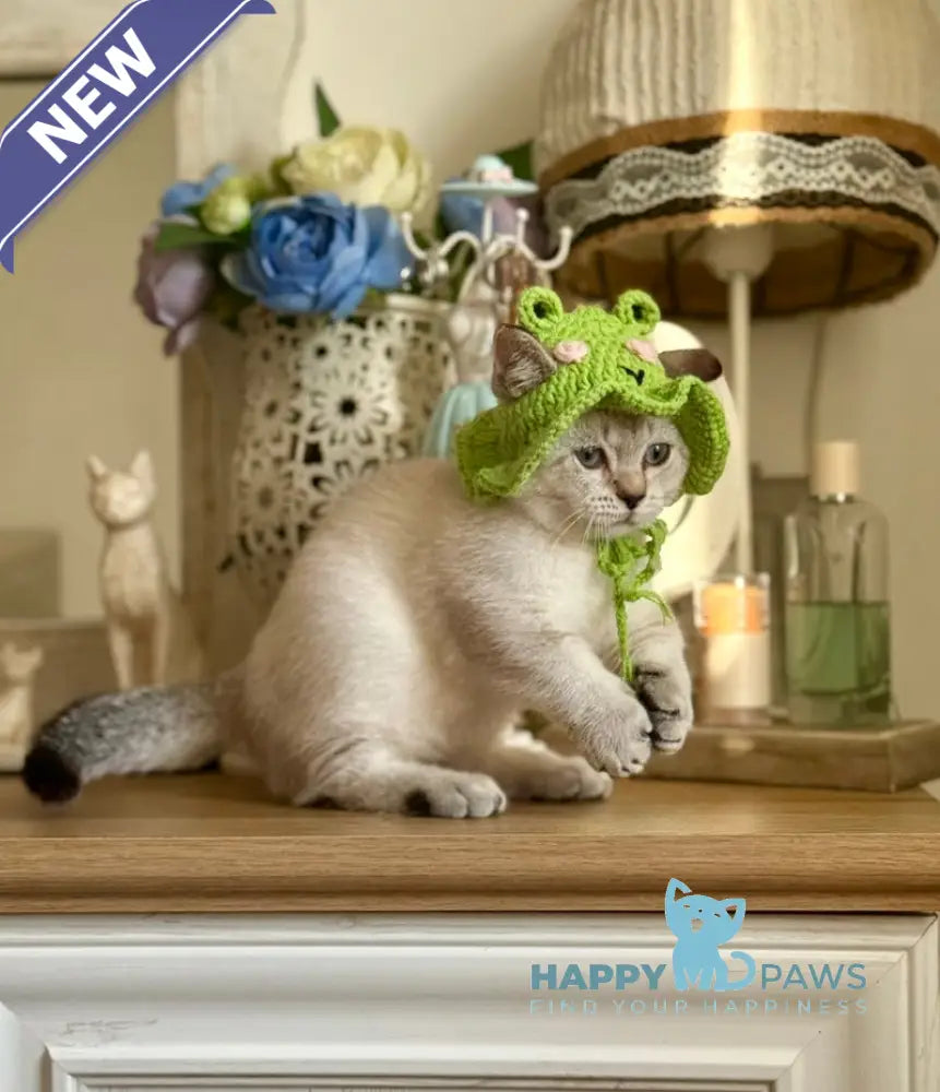 Smile Munchkin male black tabby pointed live animals