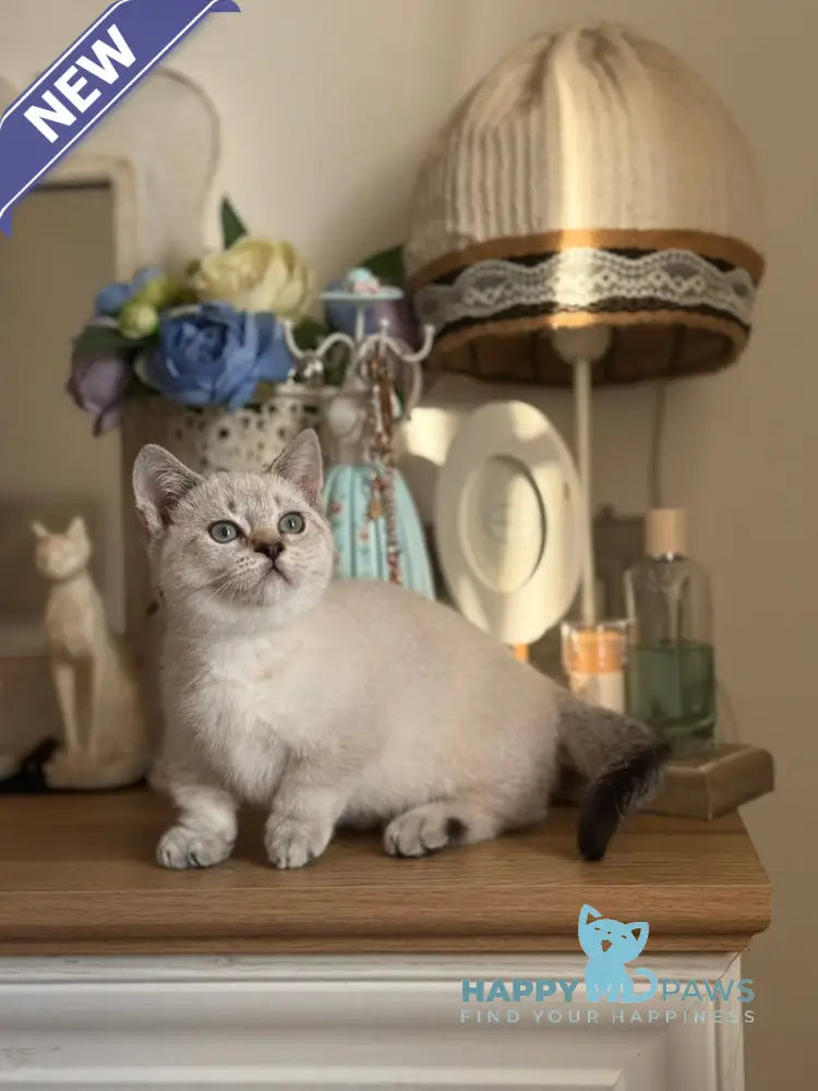 Smile Munchkin male black tabby pointed live animals