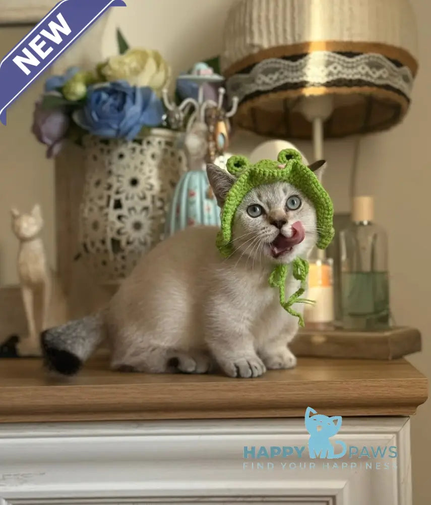 Smile Munchkin male black tabby pointed live animals