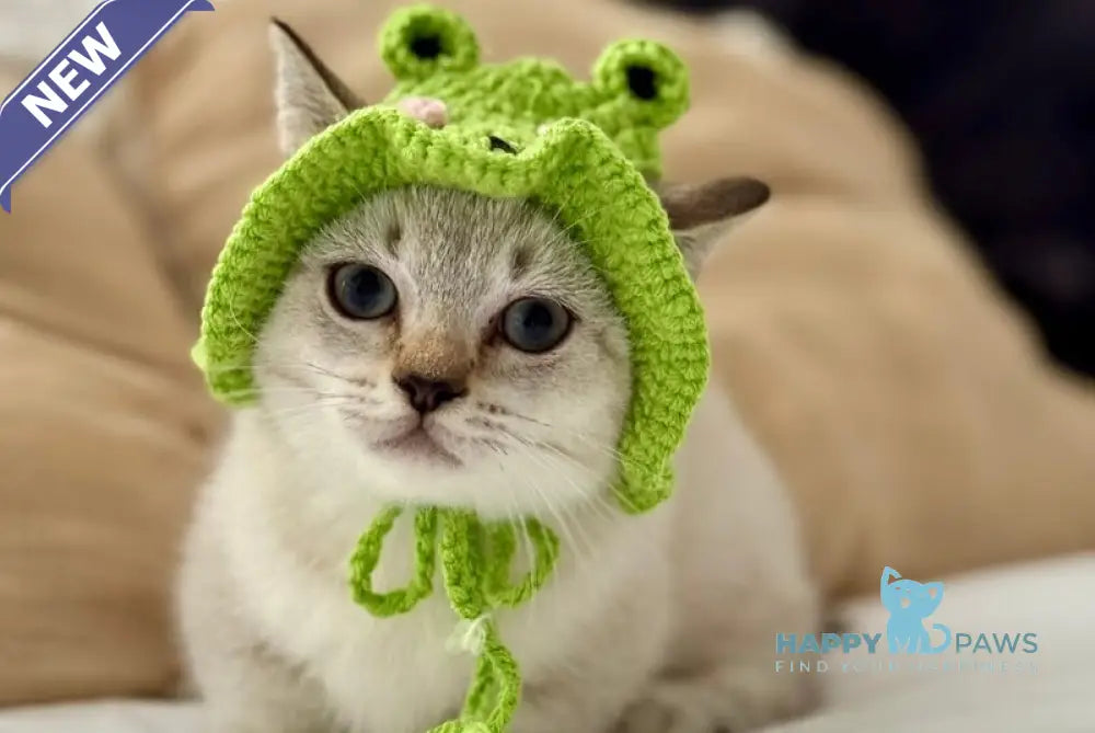 Smile Munchkin male black tabby pointed live animals