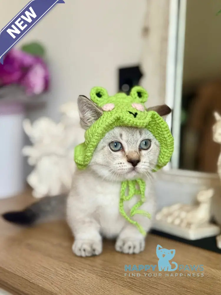 Smile Munchkin male black tabby pointed live animals