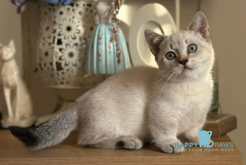 Smile Munchkin male black tabby pointed live animals