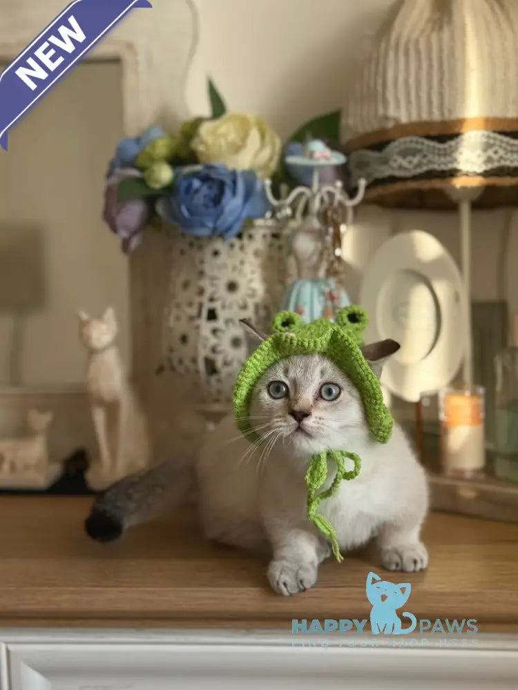 Smile Munchkin male black tabby pointed live animals