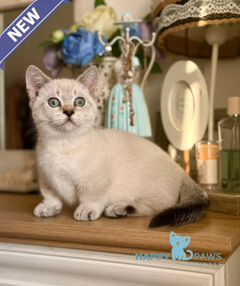 Smile Munchkin male black tabby pointed live animals