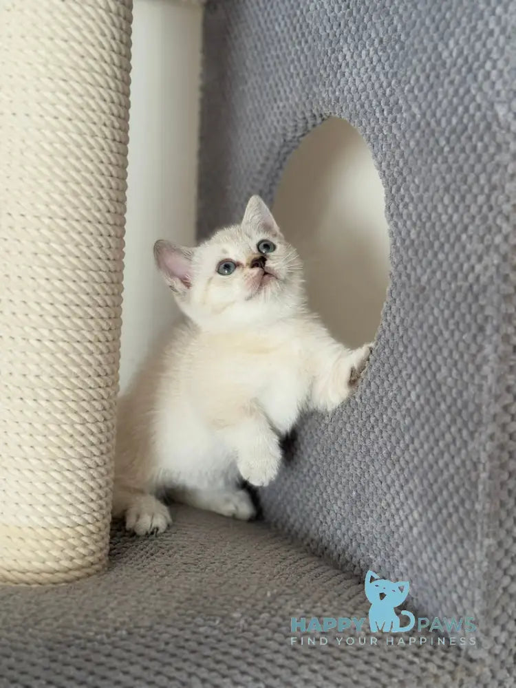 Smile Munchkin male chocolate pointed live animals