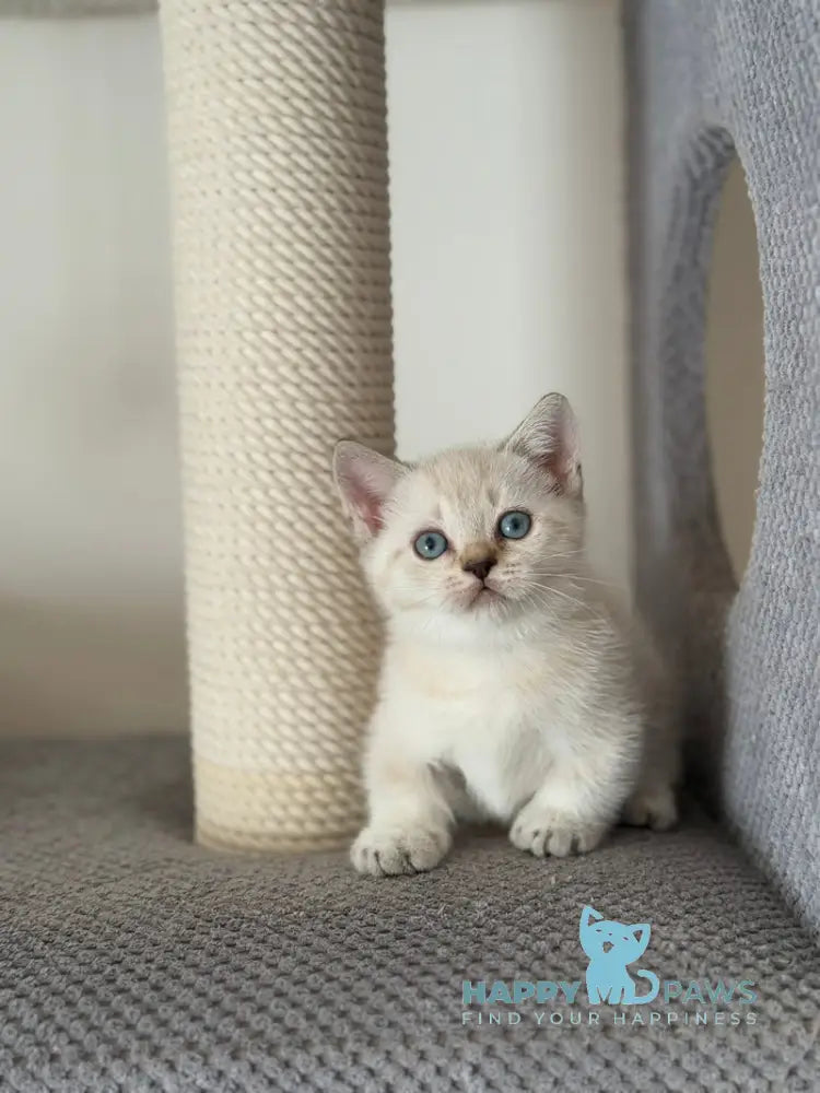 Smile Munchkin male chocolate pointed live animals