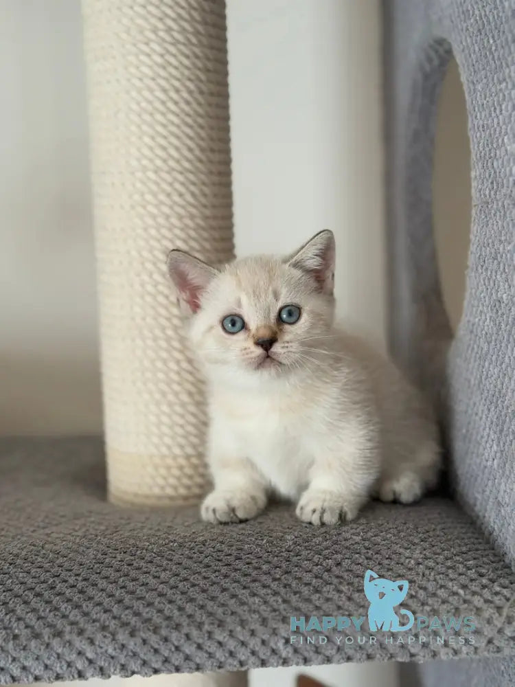 Smile Munchkin male chocolate pointed live animals