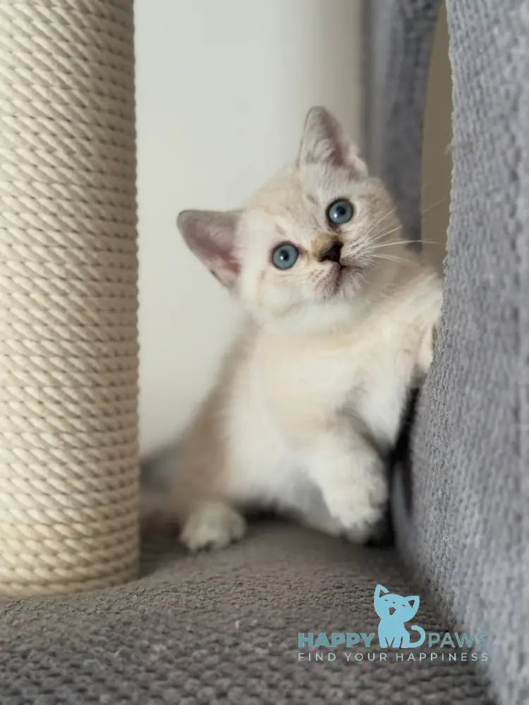 Smile Munchkin male chocolate pointed live animals