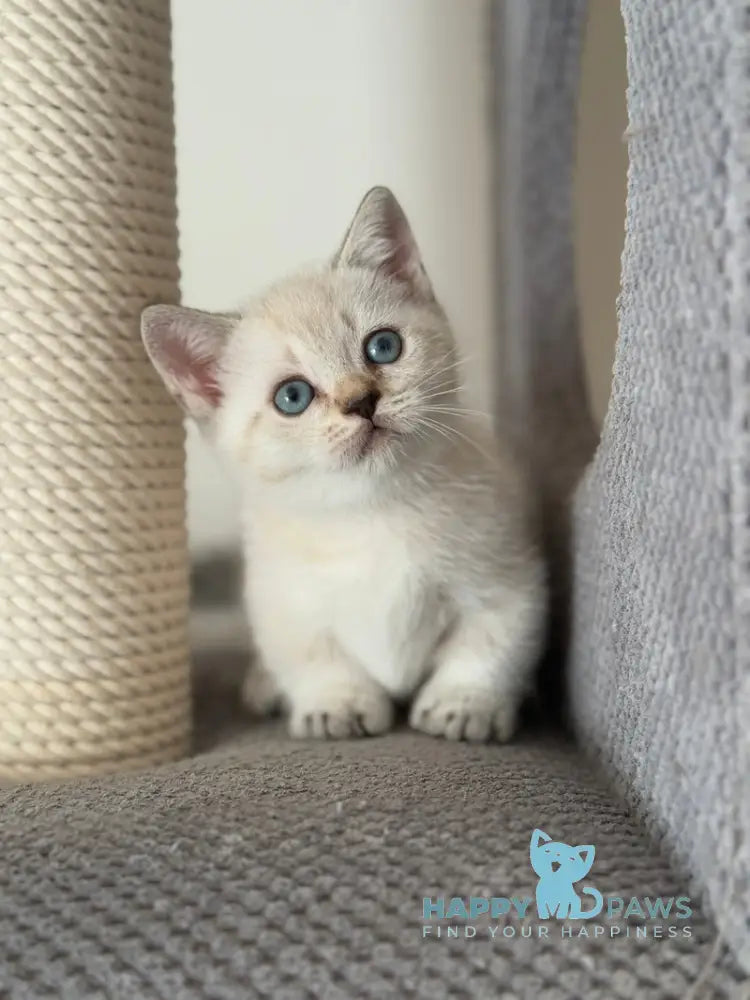 Smile Munchkin male chocolate pointed live animals