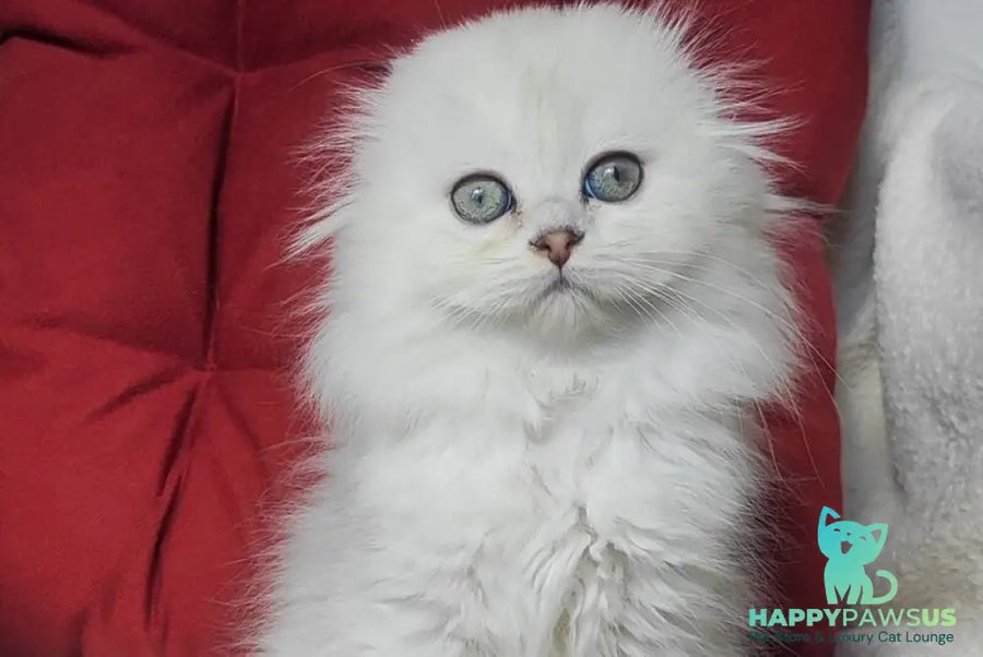 Smile Scottish Fold female black silver shaded - live animals