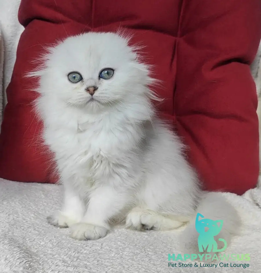 Smile Scottish Fold female black silver shaded - live animals