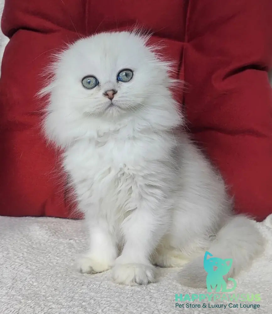 Smile Scottish Fold female black silver shaded - live animals