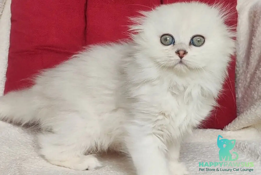 Smile Scottish Fold female black silver shaded - live animals