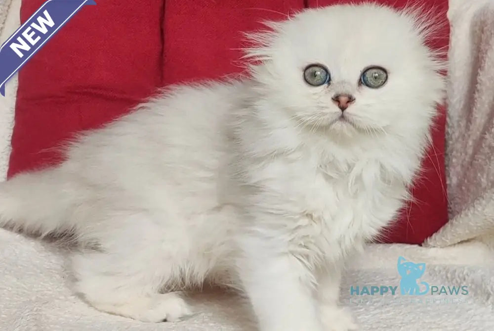 Smile Scottish Fold female black silver shaded - live animals