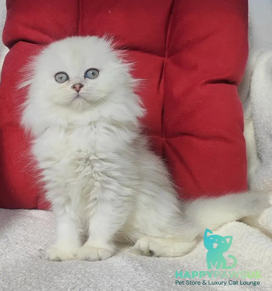 Smile Scottish Fold female black silver shaded - live animals