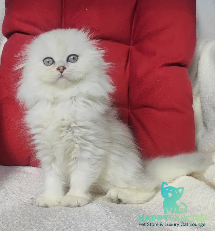 Smile Scottish Fold female black silver shaded - live animals