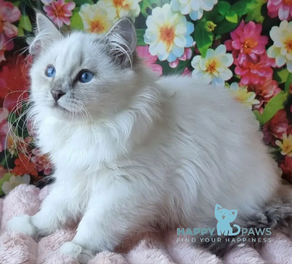 Smiyana Siberian female seal lynx pointed with white live animals