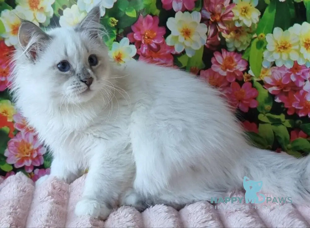 Smiyana Siberian female seal lynx pointed with white live animals