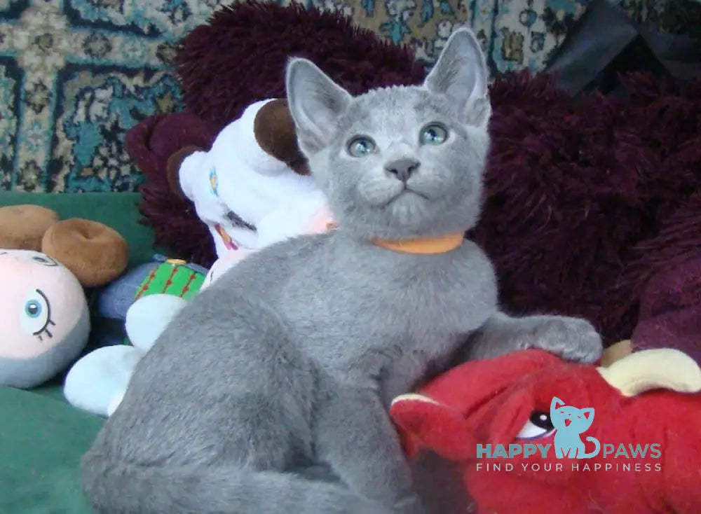 Smokey Russian Blue male blue live animals