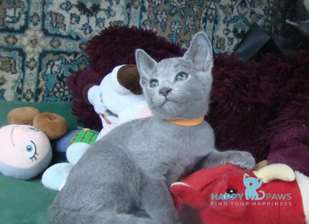 Smokey Russian Blue male blue live animals