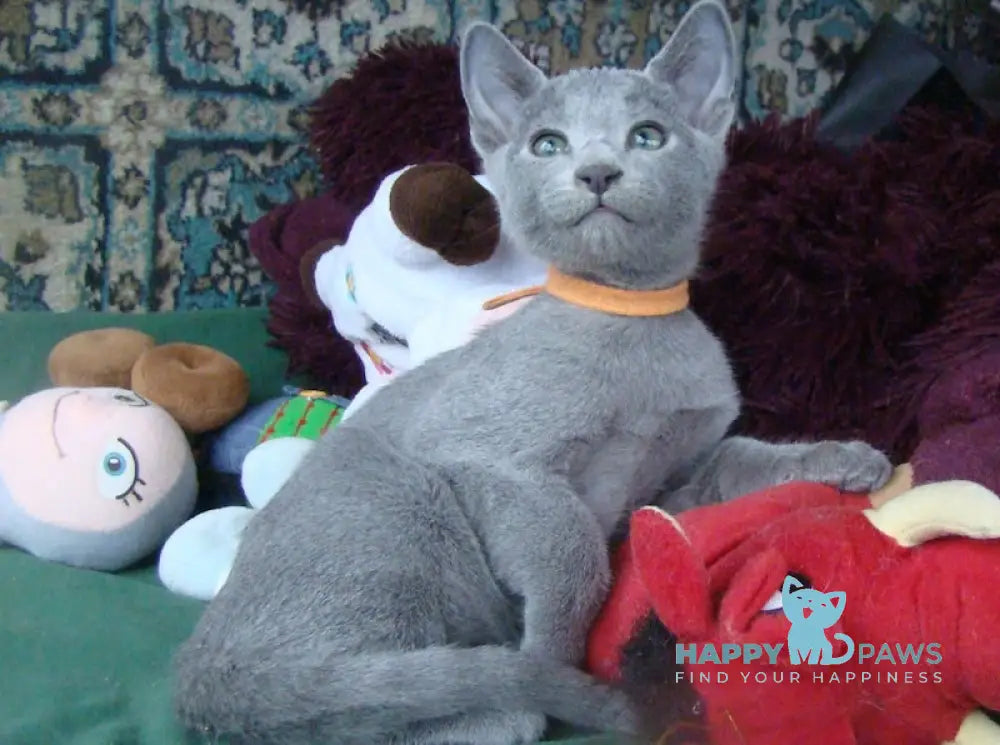 Smokey Russian Blue male blue live animals