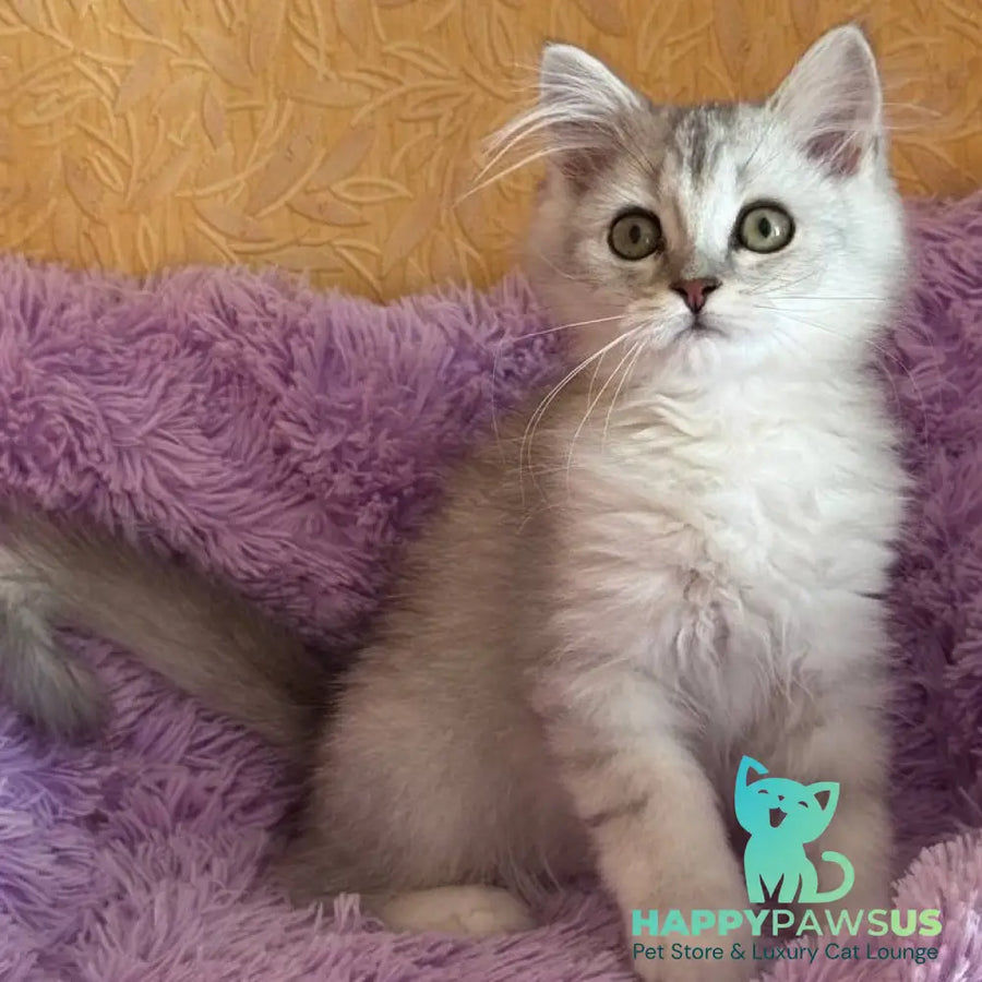 Smoky British Shorthair male black silver chinchilla - live animals