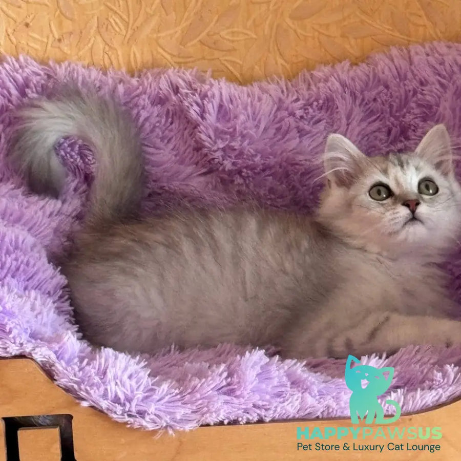 Smoky British Shorthair male black silver chinchilla - live animals